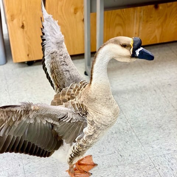 사진=샌디즈 동물구조대피소