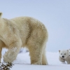 겨우내 태어난 새끼 북극곰의 굴 밖 세상 구경…어미와 ‘걸음마’