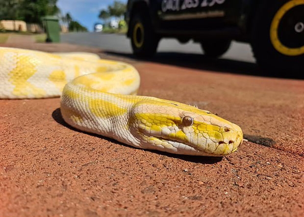 사진=골든코스트시 스네이크 캐쳐스 페이스북