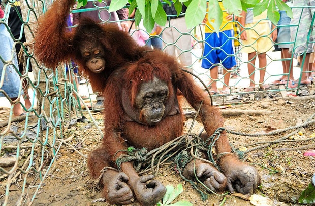 사진=국제동물구호단체 ‘인터내셔널 애니멀 레스큐’(IAR)