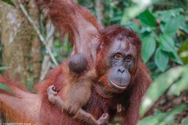 사진=국제동물구호단체 ‘인터내셔널 애니멀 레스큐’(IAR)