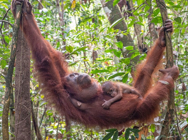 사진=국제동물구호단체 ‘인터내셔널 애니멀 레스큐’(IAR)