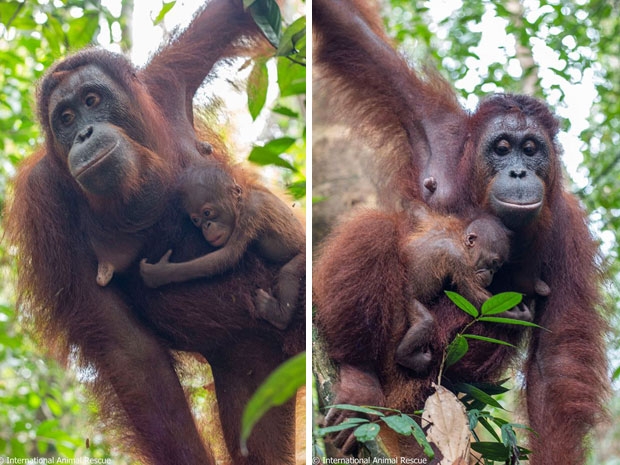 사진=국제동물구호단체 ‘인터내셔널 애니멀 레스큐’(IAR)