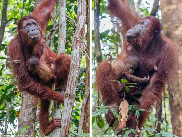 사진=국제동물구호단체 ‘인터내셔널 애니멀 레스큐’(IAR)
