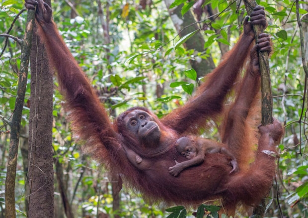 사진=국제동물구호단체 ‘인터내셔널 애니멀 레스큐’(IAR)