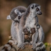 “요즘같은 때 큰 힘”…英 동물원 희귀여우 쌍둥이 출산 경사