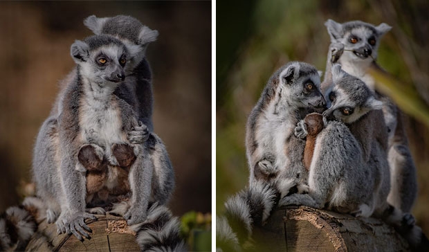 사진=체스터 동물원