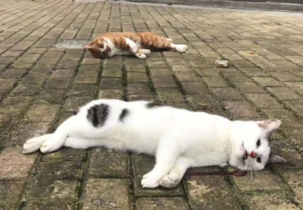 코로나19로 일가족 격리…50일간 홀로 살아남은 고양이 사연