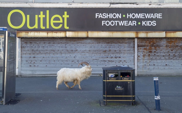 지난 31일(현지시간) 영국 북웨일즈의 유명 휴양지 란두드노에 나타난 야생 염소떼 중 한 마리가 코로나19 사태로 문이 굳게 잠긴 상점 앞을 지나고 있다./사진=AP연합뉴스