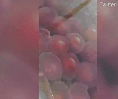 필리핀 팔라완에 등장한 해파리 수 천 마리