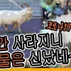 [플레이! 나우] 코로나19의 역설…인간 사라지니 동물은 신났네