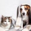 개 vs 고양이 중 코로나19 더 잘 걸리는 동물은?