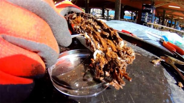 발견한 배좀벌레(사진=브라이언 헬무트)