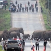 새끼는 어미 뒤 졸졸…50마리 코끼리 가족 대이동에 도로 마비