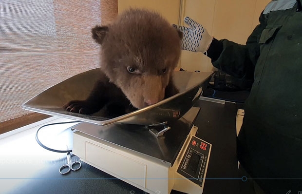 사진=고아곰구조센터(OBRC)