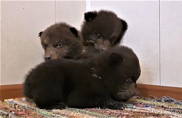 사진=고아곰구조센터(OBRC)