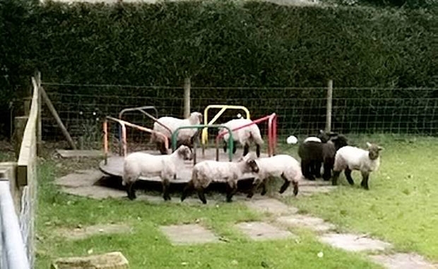 잉글랜드 랭커셔 지역의 한 놀이터에서 촬영된 양떼