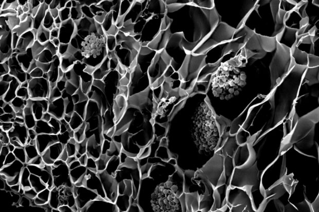 (바이오 프린터로 출력한 산호와 그 미세 구조. Credit: UC San Diego/ Cambridge University)