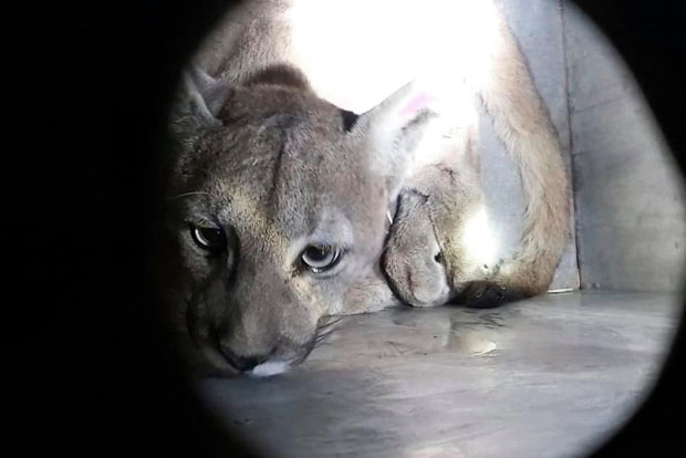 칠레 수도 산티아고 도심에서는 지난 6일(현지시간)에도 퓨마 한 마리가 나타나 소동이 일었다. 코로나19 자택대피령이 내려진 뒤 이 지역에 야생 퓨마가 출몰한 건 이번이 세 번째다./사진=칠레국립동물원