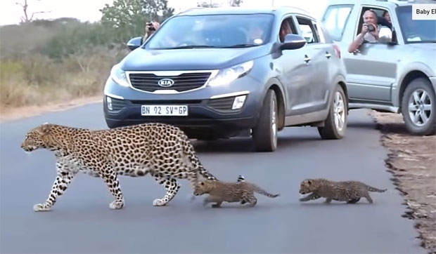 남아프리카공화국 크루거국립공원 사파리에서 어미와 함께 길을 나선 새끼 표범이 포착됐다./출처=크루거국립공원