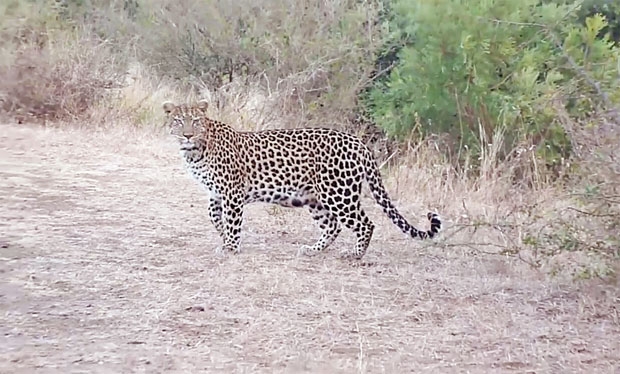 몇 대의 투어 차량이 서 있는 도로에서 한동안 주변을 두리번거리며 경계하던 어미 표범은 이내 덤불 속에 감춰뒀던 새끼 두 마리를 이끌고 나왔다./출처=크루거국립공원