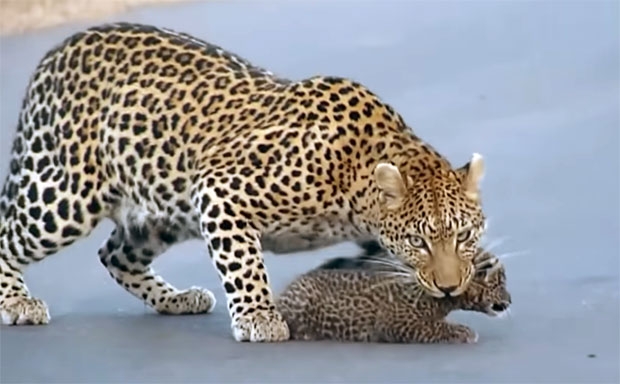 출처=크루거국립공원