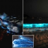 멕시코 해변, 코로나19로 인적 뜸해지자 ‘푸른 야경’ 뽐내