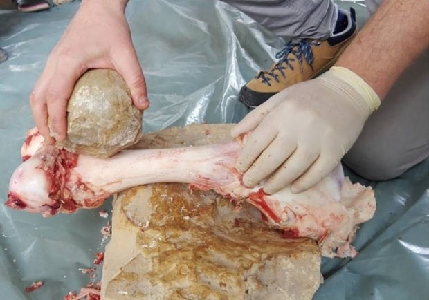 연구팀은 여러 종류의 바위를 깨부숴 유적지에서 발견된 것과 같은 형상의 돌을 만들어 소나 양고기에 달린 뼈를 부쉈을 때 실제 둥근 돌이 골수를 빼내는 데 도움이 되는지를 조사했다.(사진=엘라 아시프 등/PLOS ONE)