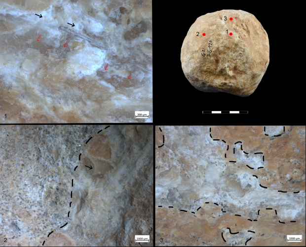 둥근 석기 표면에는 동물의 뼈를 구성하는 치밀골과 해면골, 콜라겐섬유 그리고 동물성 지방 등이 남아있는 것으로 나타났다.(사진=엘라 아시프/PLOS ONE)