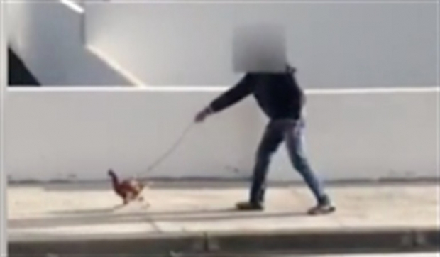 암탉의 목에 리드 줄을 달고 산책에 나선 남성(사진=스페인 치안수비대/트위터)