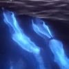 밤바다 수놓은 신비한 푸른 빛… ‘바다의 오로라’ 포착