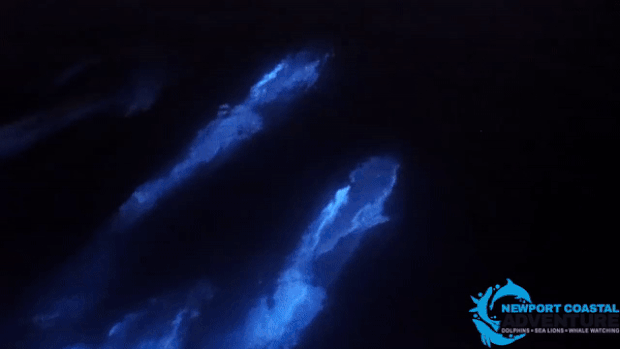 사진=뉴포트해안관광 페이스북