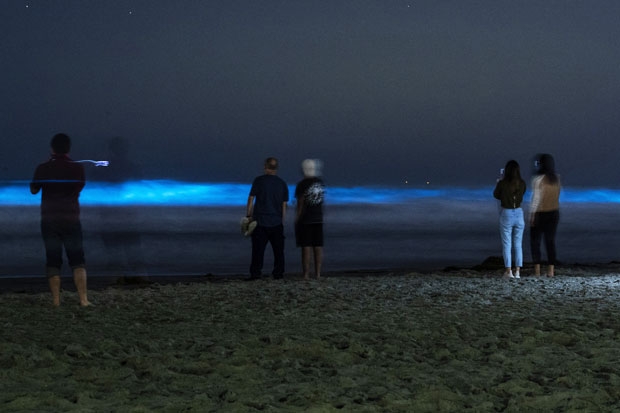 지난 27일(현지시간) 미국 캘리포니아주 샌디에이고 해변이 플랑크톤의 ‘생물발광’(bioluminescent)으로 푸르게 빛나고 있다./사진=AP 연합뉴스