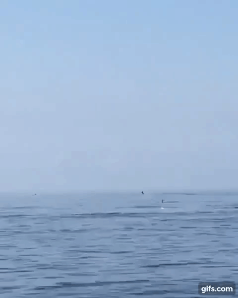 이달 중순 푸자이라 연안에서는 무리를 이룬 큰코돌고래 2000여 마리가 목격됐는데 그중 한 마리는 하얀색 알비노 돌고래였다. (푸자이라 돌고래 프로젝트/트위터)