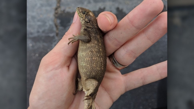 플로리다에서 발견된 변비 걸린 도마뱀의 발견 당시 모습