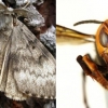 아시아 ‘킬러 말벌’ 이어 ‘거대 나방’도 미국 침공…美 대륙 ‘벌벌’