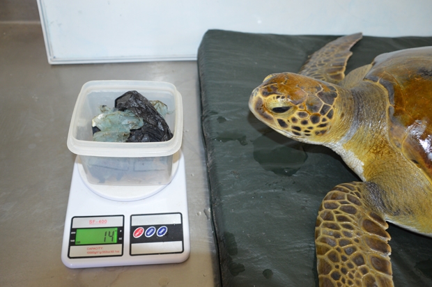 자난해 아르헨티나 해안에서 구조된 바다거북의 몸에서는 14㎏에 달하는 플라스틱 쓰레기가 쏟아져나왔다.