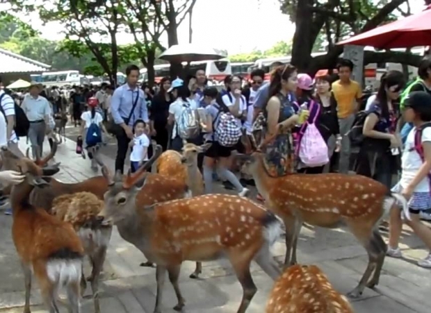 코로나19 팬데믹 이전 나라공원의 모습. 관광객과 사슴들이 뒤엉켜 있다