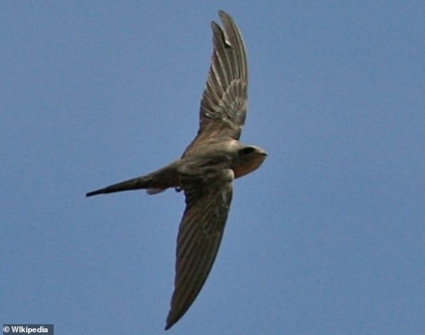 아프리카 야자나무칼새(학명 Cypsiurus parvus·사진=위키피디아)