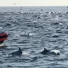 사회적 거리두기 없는 돌고래들…1000여 마리 모인 장관 포착(영상)
