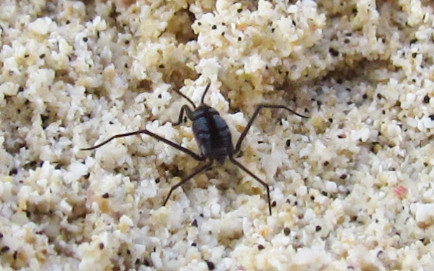 하와이 바다소금쟁이(학명 Halobates splendens)의 모습(사진=CC BY-SA 2.0vedi termini)