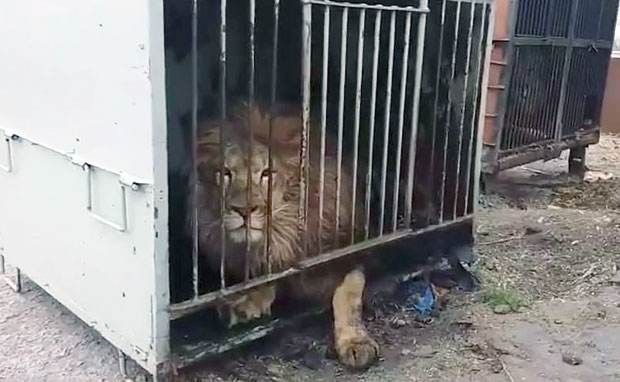 6살 수사자 ‘루크’는 우크라이나 서커스단에서 가로세로 1.5m의 좁은 우리에 갇혀 비참한 생활을 했다./사진=러브 라이온스 얼라이브