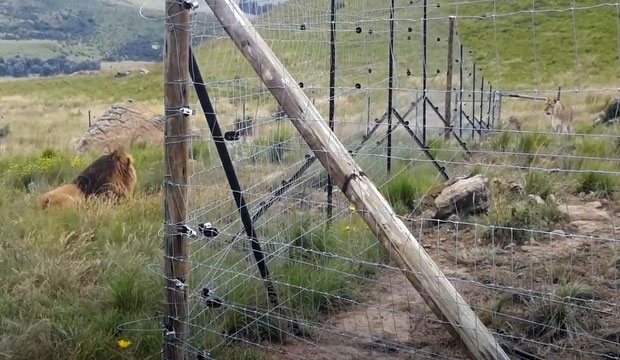 울타리 옆에서 만난 두 사자는 마치 원래부터 서로를 알고 있었던 것처럼 강한 유대감을 형성했다./사진=러브 라이온스 얼라이브