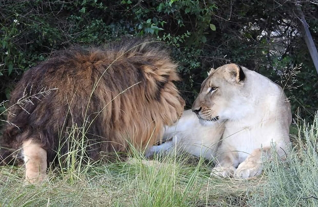 사진=러브 라이온스 얼라이브