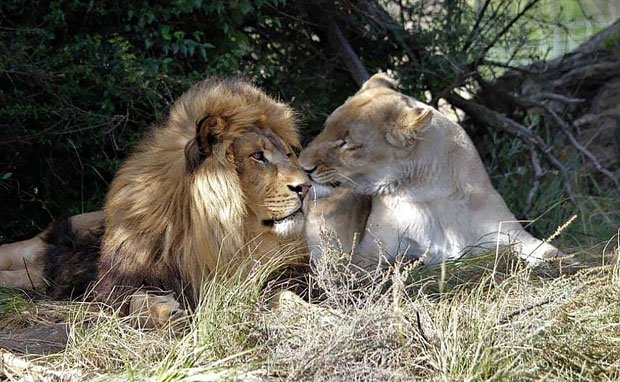 사진=러브 라이온스 얼라이브