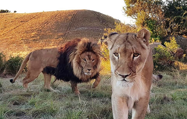 사진=러브 라이온스 얼라이브