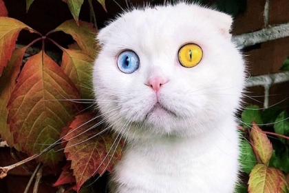 [반려독 반려캣] 푸른색+노란색…양쪽 눈 색 다른 ‘오드아이 고양이’ 화제 