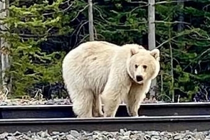 [애니멀 픽!] 온몸이 새하얀 희귀 회색곰 포착… “북극곰의 탈을 썼네”