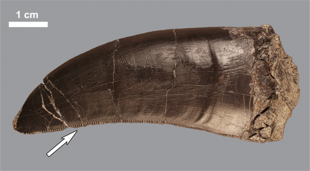 육식공룡인 알로사우루스의 이빨에는 안쪽에 톱니 같은 부분이 있어 먹잇감을 쉽게 찢을 수 있다.(사진=스테퍼니 드럼헬러 등/플로스원)