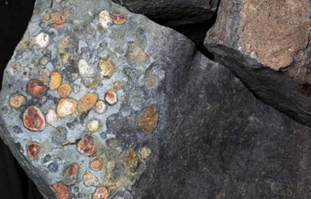 노도사우루스(Nodosaurus)의 소화기관에서 발견된 식물. 보석이 박힌 것처럼 보인다.